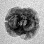 2 Mukhi Rudraksha 17.5mm 1.11gm - Inverse xray