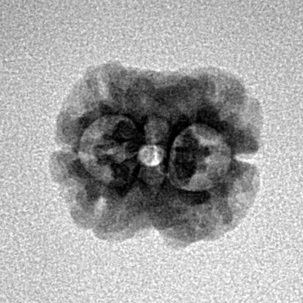 2 Mukhi Rudraksha 17.4mm 1.38gm - Inverse xray