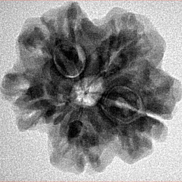 1MK(Underdeveloped) 25mm 4.49gm - Inverse xray