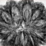 12 Mukhi Rudraksha 33.4mm 7.55gm - Inverse xray