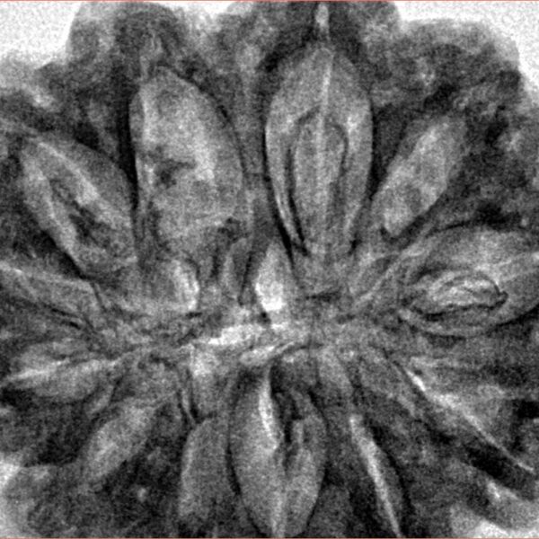 12 Mukhi Rudraksha 33.4mm 7.55gm - Inverse xray