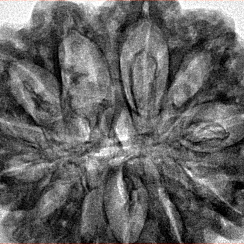 12 Mukhi Rudraksha 33.4mm 7.55gm - Inverse xray