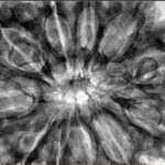 11 Mukhi Rudraksha 38.6mm 9.63gm - Inverse xray