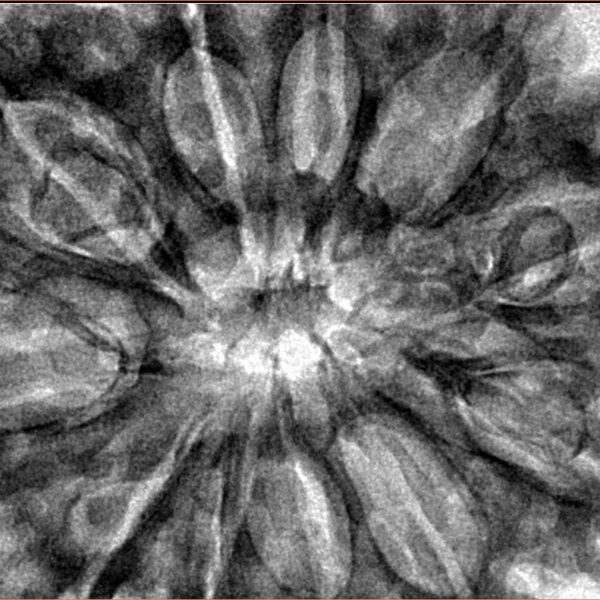 11 Mukhi Rudraksha 38.6mm 9.63gm - Inverse xray