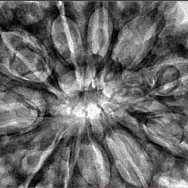 11 Mukhi Rudraksha 38.6mm 9.63gm - Inverse xray