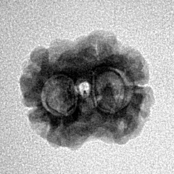 2 Mukhi Rudraksha 19.7mm 1.58gm - Inverse xray