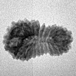 21 Mukhi Rudraksha 19.5mm 1.07gm - Inverse xray