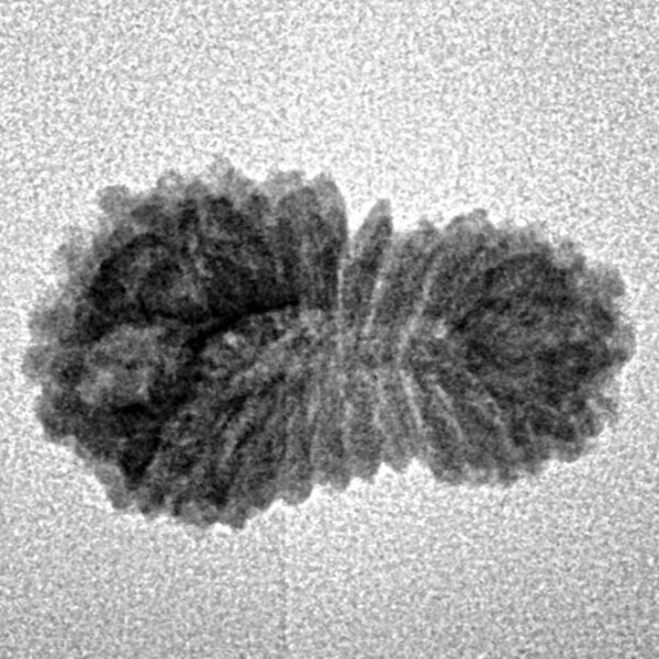 21 Mukhi Rudraksha 19.5mm 1.07gm - Inverse xray