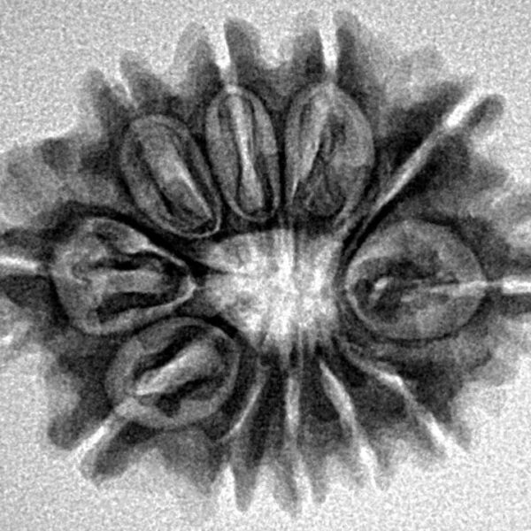 11 Mukhi Rudraksha 25.4mm 3.49gm - Inverse xray