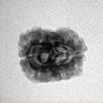 2 Mukhi Rudraksha 22.3mm 1.81gm - Inverse xray