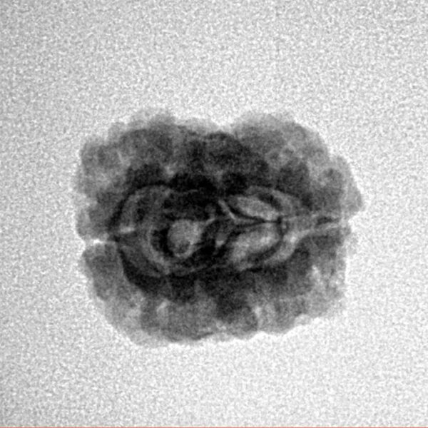 2 Mukhi Rudraksha 22.3mm 1.81gm - Inverse xray