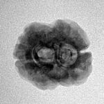 2 Mukhi Rudraksha 23.4mm 1.84gm - Inverse xray