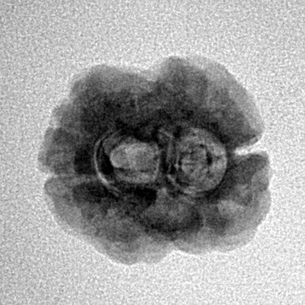 2 Mukhi Rudraksha 23.4mm 1.84gm - Inverse xray