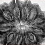 11 Mukhi Rudraksha 33.3mm 8.34gm - Inverse xray