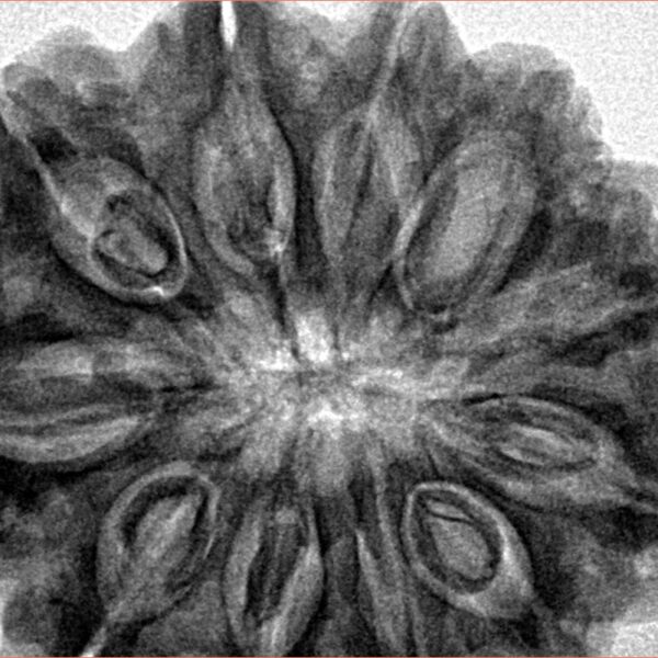 11 Mukhi Rudraksha 33.3mm 8.34gm - Inverse xray