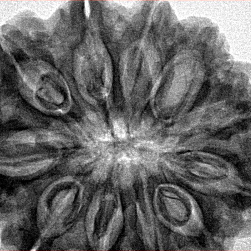 11 Mukhi Rudraksha 33.3mm 8.34gm - Inverse xray