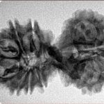 15 Mukhi Gaurishankar 35.1mm 4.81gm - Inverse xray