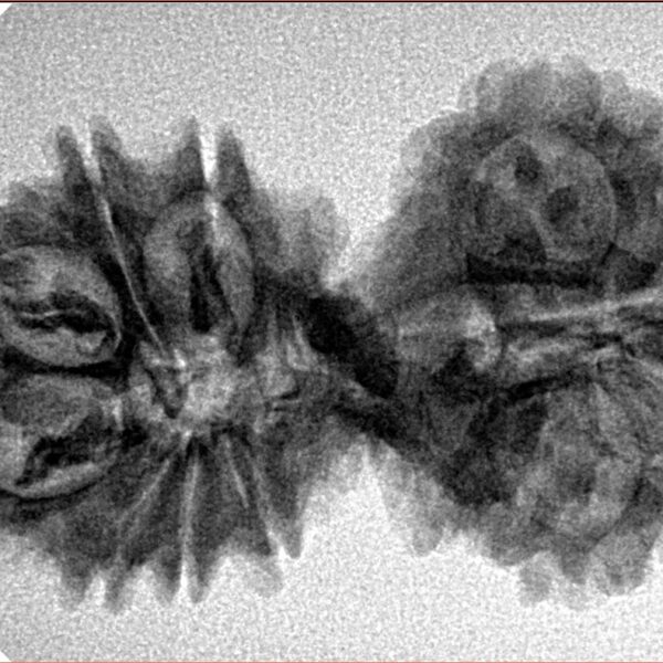 15 Mukhi Gaurishankar 35.1mm 4.81gm - Inverse xray