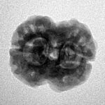 2 Mukhi Rudraksha 21.5mm 2.57gm - Inverse xray