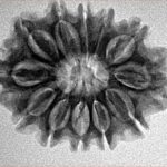 12 Mukhi Rudraksha 26.8mm 4.14gm - Inverse xray