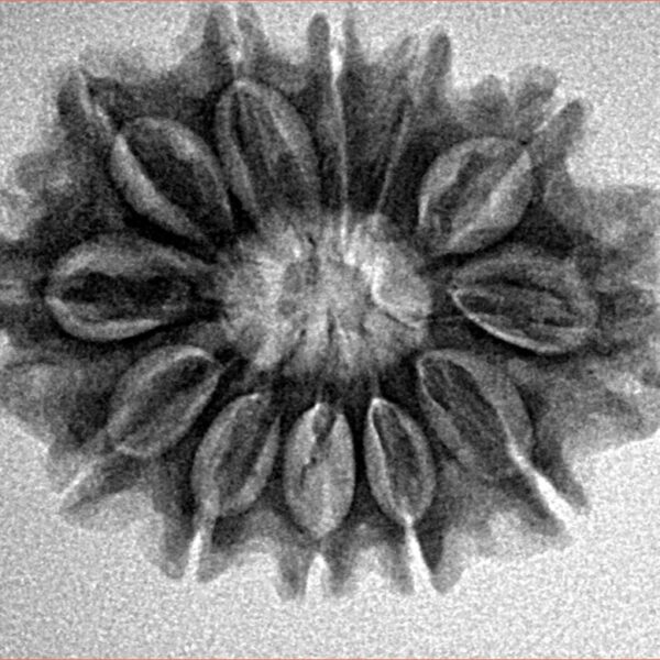 12 Mukhi Rudraksha 26.8mm 4.14gm - Inverse xray