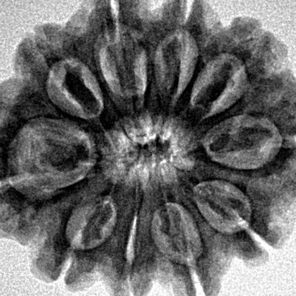 10 Mukhi Rudraksha 28.1mm 5.13gm - Inverse xray
