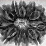 11 Mukhi Rudraksha 31.7mm 6.45gm - Inverse xray