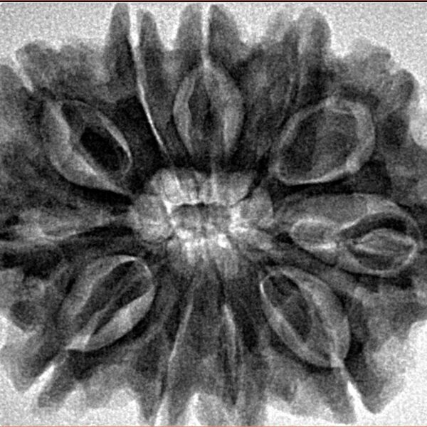 11 Mukhi Rudraksha 31.7mm 6.45gm - Inverse xray