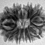 12 Mukhi Rudraksha 22.2mm 2.16gm - Inverse xray