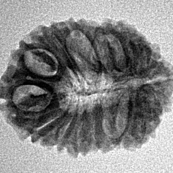 18 Mukhi Rudraksha 22.5mm 2.17gm - Inverse xray