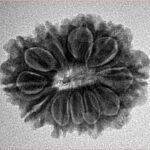 12 Mukhi Rudraksha 24.7mm 3.6gm - Inverse xray