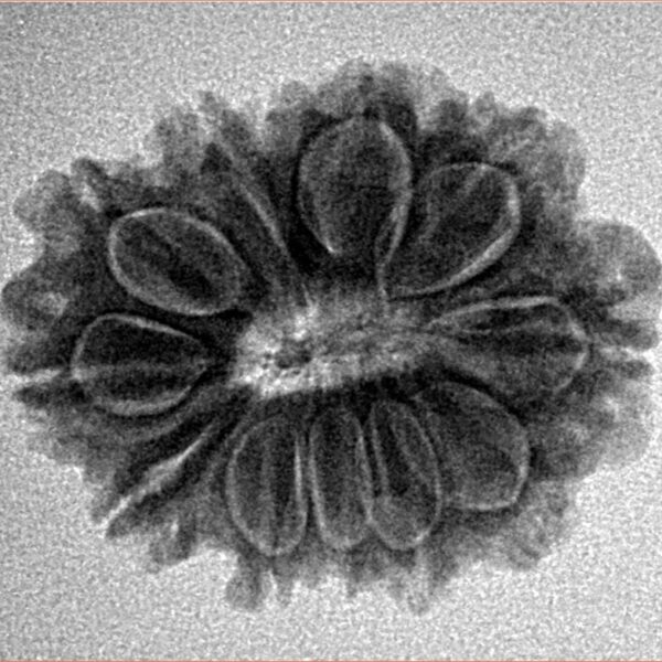 12 Mukhi Rudraksha 24.7mm 3.6gm - Inverse xray