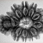 Sawar/Ganesh (10+1) 29.6mm 5.17gm - Inverse xray