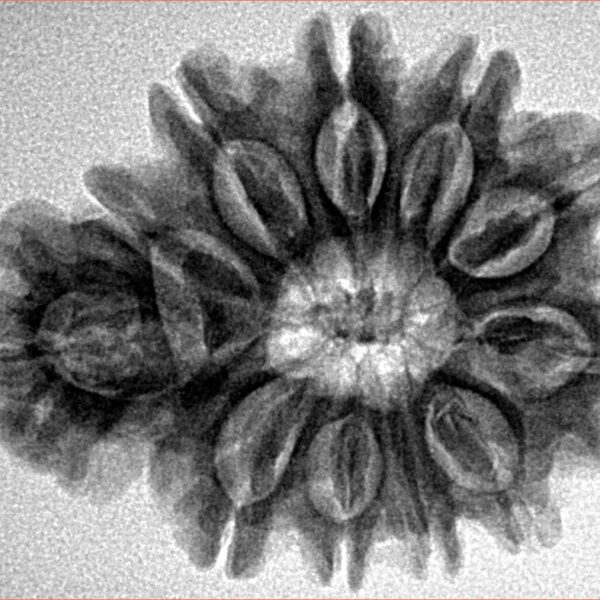 Sawar/Ganesh (10+1) 29.6mm 5.17gm - Inverse xray