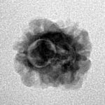 2 Mukhi Rudraksha 22.1mm 1.13gm - Inverse xray