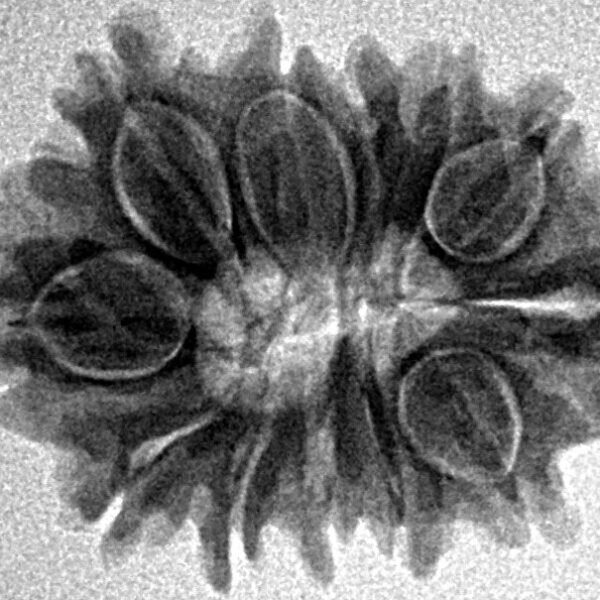 12 Mukhi Rudraksha 23.6mm 2.93gm - Inverse xray