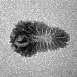 20 Mukhi Rudraksha 17.1mm 0.62gm - Inverse xray