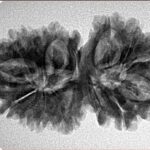 15 Mukhi Gaurishankar 33.9mm 5.18gm - Inverse xray