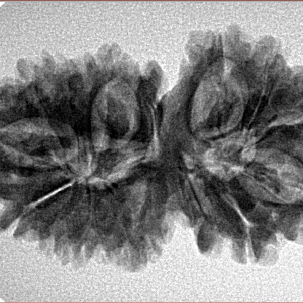 15 Mukhi Gaurishankar 33.9mm 5.18gm - Inverse xray