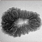 18 Mukhi Rudraksha 25.9mm 2.93gm - Inverse xray