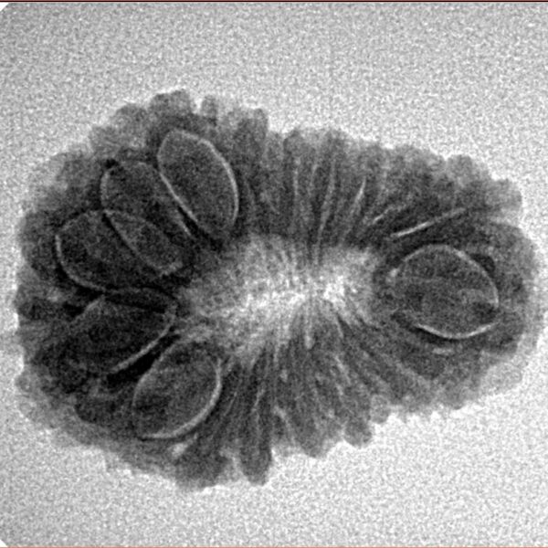 18 Mukhi Rudraksha 25.9mm 2.93gm - Inverse xray