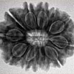 12 Mukhi Rudraksha 25.6mm 4.6gm - Inverse xray