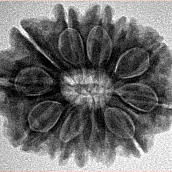 12 Mukhi Rudraksha 25.6mm 4.6gm - Inverse xray