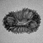 21 Mukhi Rudraksha 21.4mm 1gm - Inverse xray