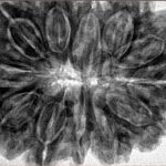 12 Mukhi Rudraksha 36.3mm 9.34gm - Inverse xray