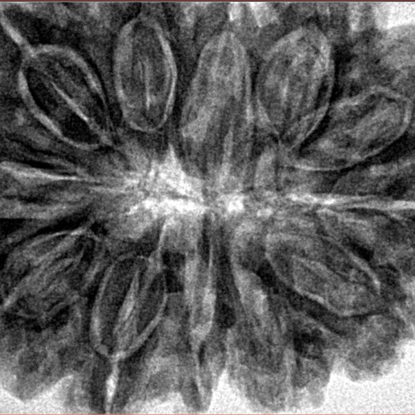 12 Mukhi Rudraksha 36.3mm 9.34gm - Inverse xray