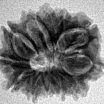 12 Mukhi Rudraksha 21mm 2.63gm - Inverse xray