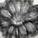 10 Mukhi Rudraksha 33mm 10.26gm - Inverse xray