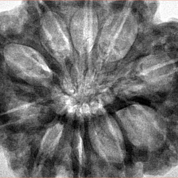 10 Mukhi Rudraksha 33mm 10.26gm - Inverse xray