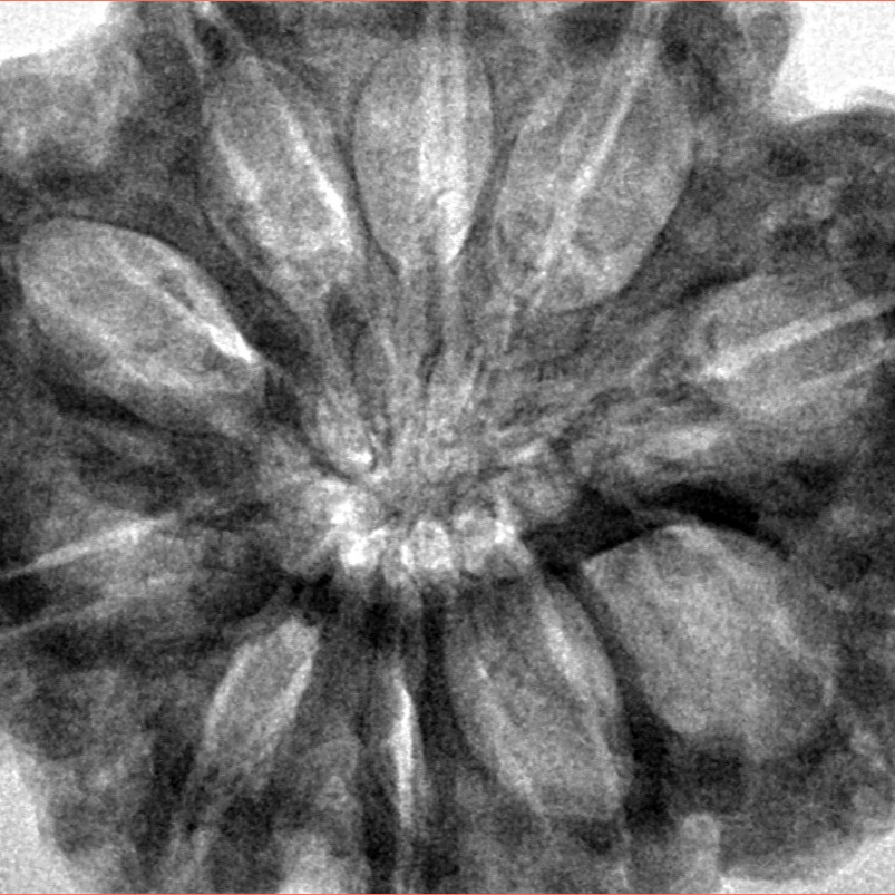 10 Mukhi Rudraksha 33mm 10.26gm - Inverse xray